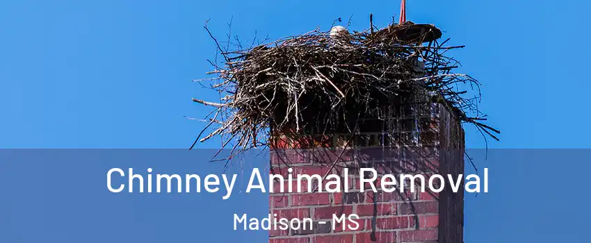  Chimney Animal Removal Madison - MS