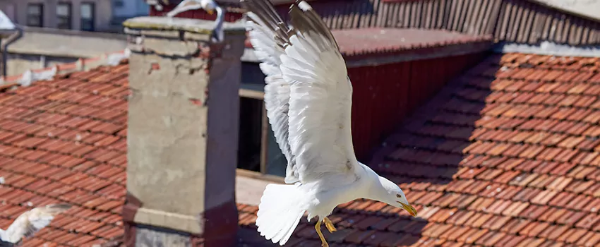 Residential Chimney Animal Removal Solution in Madison, MS